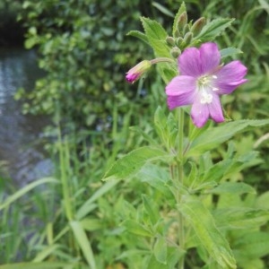 Photographie n°2210229 du taxon Epilobium hirsutum L. [1753]