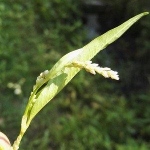 Photographie n°2210234 du taxon Persicaria lapathifolia (L.) Delarbre [1800]