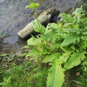 Photographie n°2210239 du taxon Cirsium oleraceum (L.) Scop. [1769]