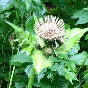 Photographie n°2210328 du taxon Cirsium oleraceum (L.) Scop. [1769]