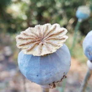 Photographie n°2210364 du taxon Papaver somniferum L. [1753]