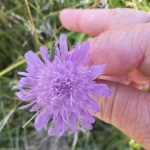 Photographie n°2210372 du taxon Knautia arvensis (L.) Coult. [1828]