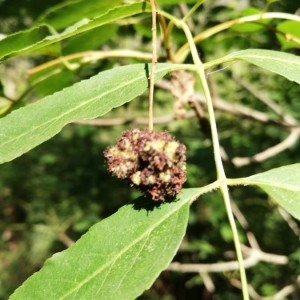 Photographie n°2210373 du taxon Fraxinus excelsior L. [1753]