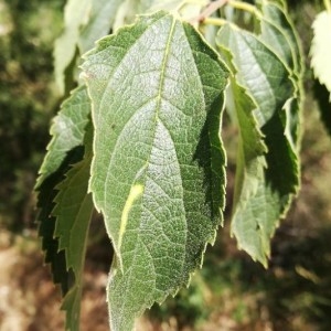 Photographie n°2210382 du taxon Celtis australis L. [1753]