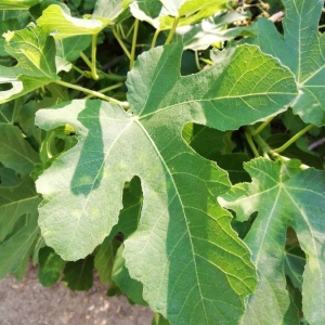 Photographie n°2210392 du taxon Ficus carica L. [1753]