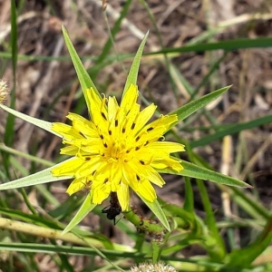 Photographie n°2210408 du taxon Tragopogon pratensis L. [1753]