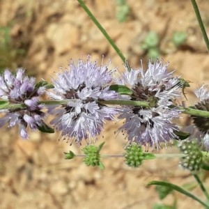 Photographie n°2210410 du taxon Mentha pulegium L. [1753]