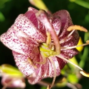 Photographie n°2210419 du taxon Lilium martagon L. [1753]