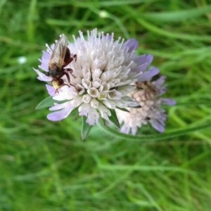 Photographie n°2210434 du taxon Knautia arvensis (L.) Coult. [1828]