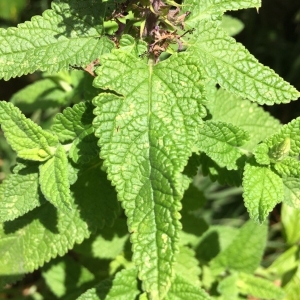 Photographie n°2210439 du taxon Teucrium L.