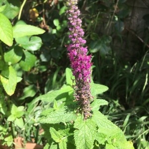 Photographie n°2210440 du taxon Teucrium L.