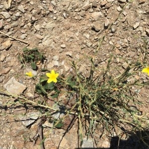 Photographie n°2210455 du taxon Lactuca viminea (L.) J.Presl & C.Presl [1819]