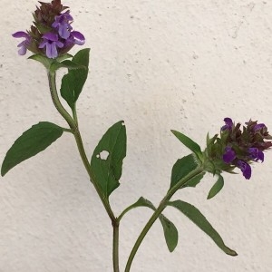 Photographie n°2210461 du taxon Prunella vulgaris L. [1753]