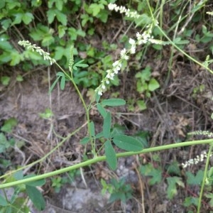 Photographie n°2210468 du taxon Melilotus albus Medik. [1787]