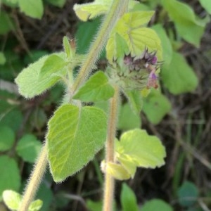 Photographie n°2210472 du taxon Clinopodium vulgare L.