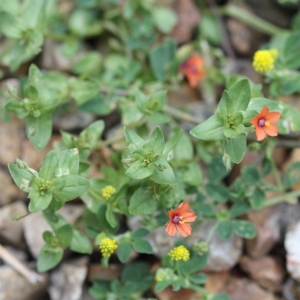 Photographie n°2210475 du taxon Anagallis arvensis L. [1753]