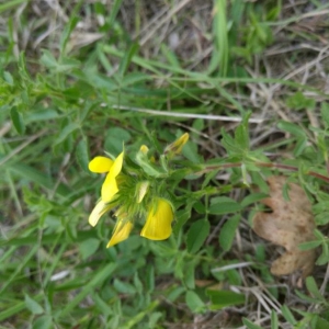 Photographie n°2210476 du taxon Ononis natrix L. [1753]