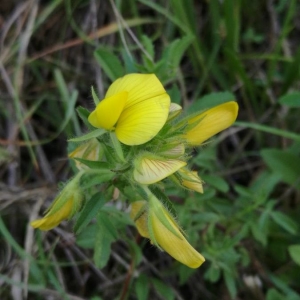 Photographie n°2210477 du taxon Ononis natrix L. [1753]