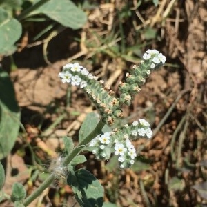 Photographie n°2210502 du taxon Heliotropium europaeum L.