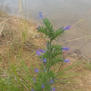 Photographie n°2210540 du taxon Echium vulgare L. [1753]