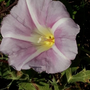 Photographie n°2210563 du taxon Convolvulus soldanella L. [1753]