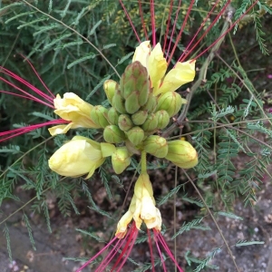 Photographie n°2210567 du taxon Caesalpinia gilliesii (Wall. ex Hook.) D.Dietr. [1840]