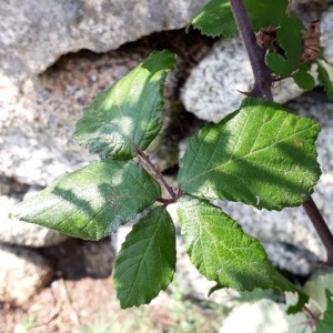 Photographie n°2210568 du taxon Rubus ulmifolius Schott [1818]