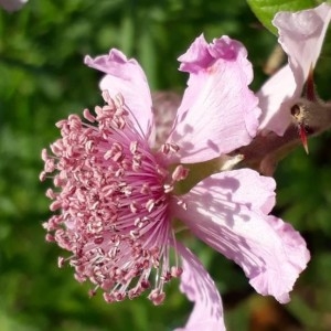 Rubus ulmifolius Schott (Ronce à feuilles d'orme)