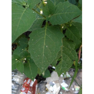 Solanum americanum Mill. (Morelle d'Amérique)