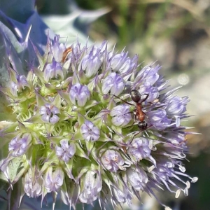 Photographie n°2210588 du taxon Eryngium maritimum L. [1753]