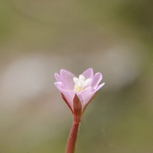 Photographie n°2210636 du taxon Epilobium collinum C.C.Gmel. [1826]