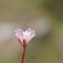  Villasante CARLOS - Epilobium collinum C.C.Gmel. [1826]