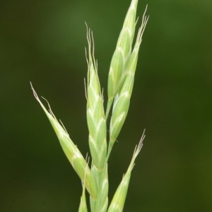 Photographie n°2210646 du taxon Bromus commutatus Schrad. [1806]