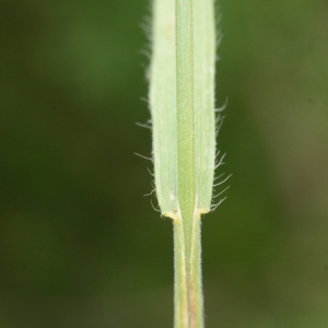 Photographie n°2210647 du taxon Bromus commutatus Schrad. [1806]