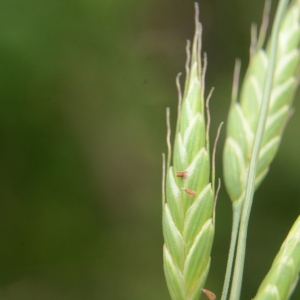 Photographie n°2210648 du taxon Bromus commutatus Schrad. [1806]