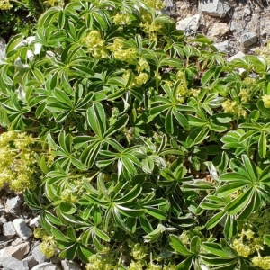 Photographie n°2210661 du taxon Alchemilla alpina L. [1753]