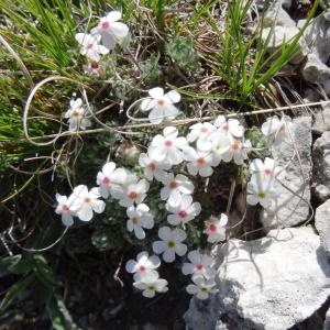 Photographie n°2210670 du taxon Androsace villosa L. [1753]