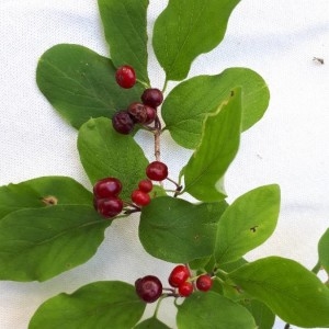 Photographie n°2210673 du taxon Lonicera xylosteum L. [1753]