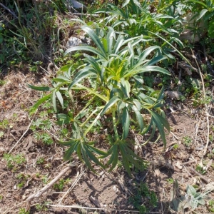 Photographie n°2210680 du taxon Helleborus foetidus L. [1753]