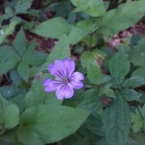 Photographie n°2210717 du taxon Geranium nodosum L.