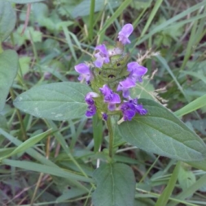 Photographie n°2210718 du taxon Prunella vulgaris L. [1753]