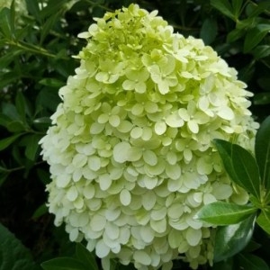 Photographie n°2210772 du taxon Hydrangea macrophylla (Thunb.) Ser. [1830]