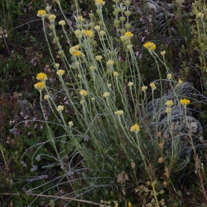Photographie n°2210789 du taxon Helichrysum stoechas (L.) Moench [1794]
