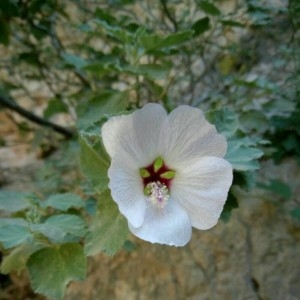 Photographie n°2210792 du taxon Malva subovata (DC.) Molero & J.M.Monts.