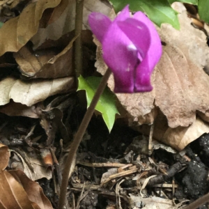 Photographie n°2210797 du taxon Cyclamen purpurascens Mill. [1768]