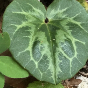 Photographie n°2210798 du taxon Cyclamen purpurascens Mill. [1768]