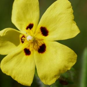 Photographie n°2210800 du taxon Tuberaria guttata (L.) Fourr. [1868]