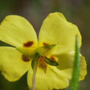 Photographie n°2210801 du taxon Tuberaria guttata (L.) Fourr. [1868]