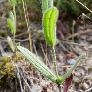 Photographie n°2210802 du taxon Tuberaria guttata (L.) Fourr. [1868]