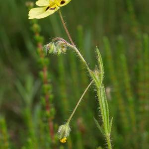 Photographie n°2210804 du taxon Tuberaria guttata (L.) Fourr. [1868]